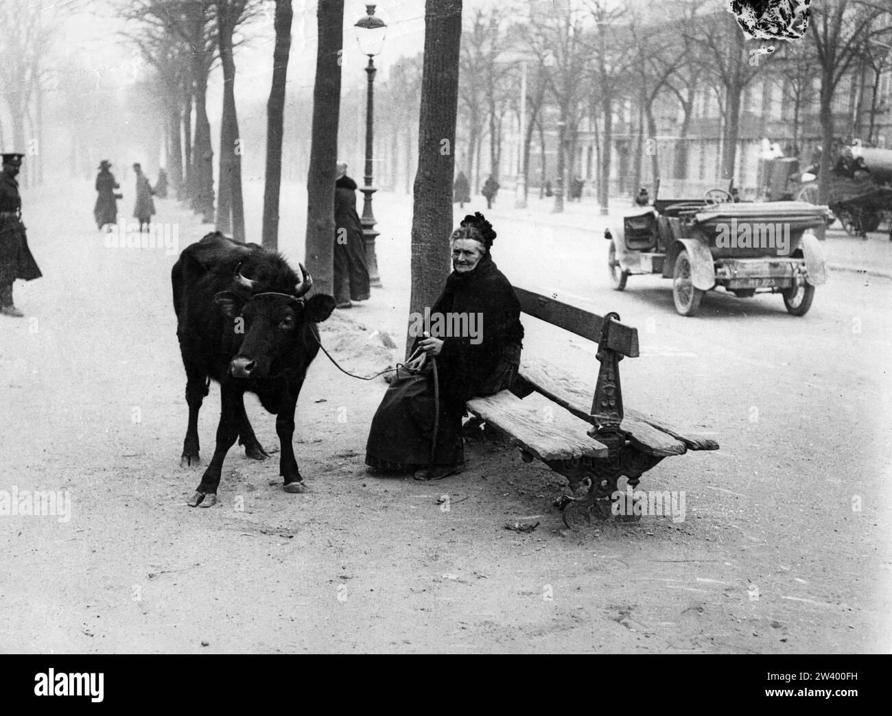 Offizielles Foto an der britischen Westfront, das eine ältere Dame mit einer Kuh auf einer Bank zeigt Stockfoto