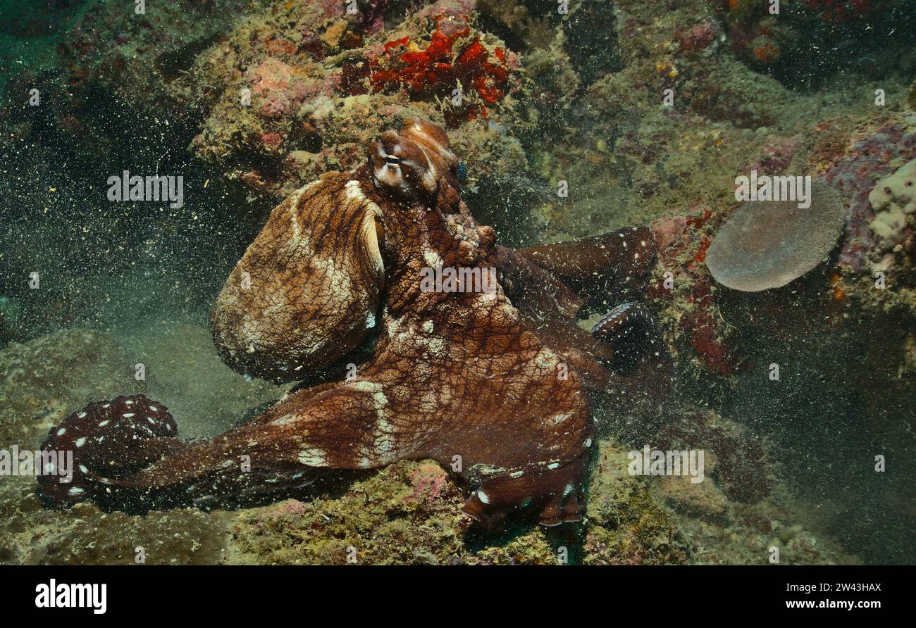 Der Oktopus ändert seine Hautstruktur und Farbe und passt sich der Riffumgebung an, während er im watamu Marine Park, kenia, auf dem Meeresboden entlang läuft Stockfoto