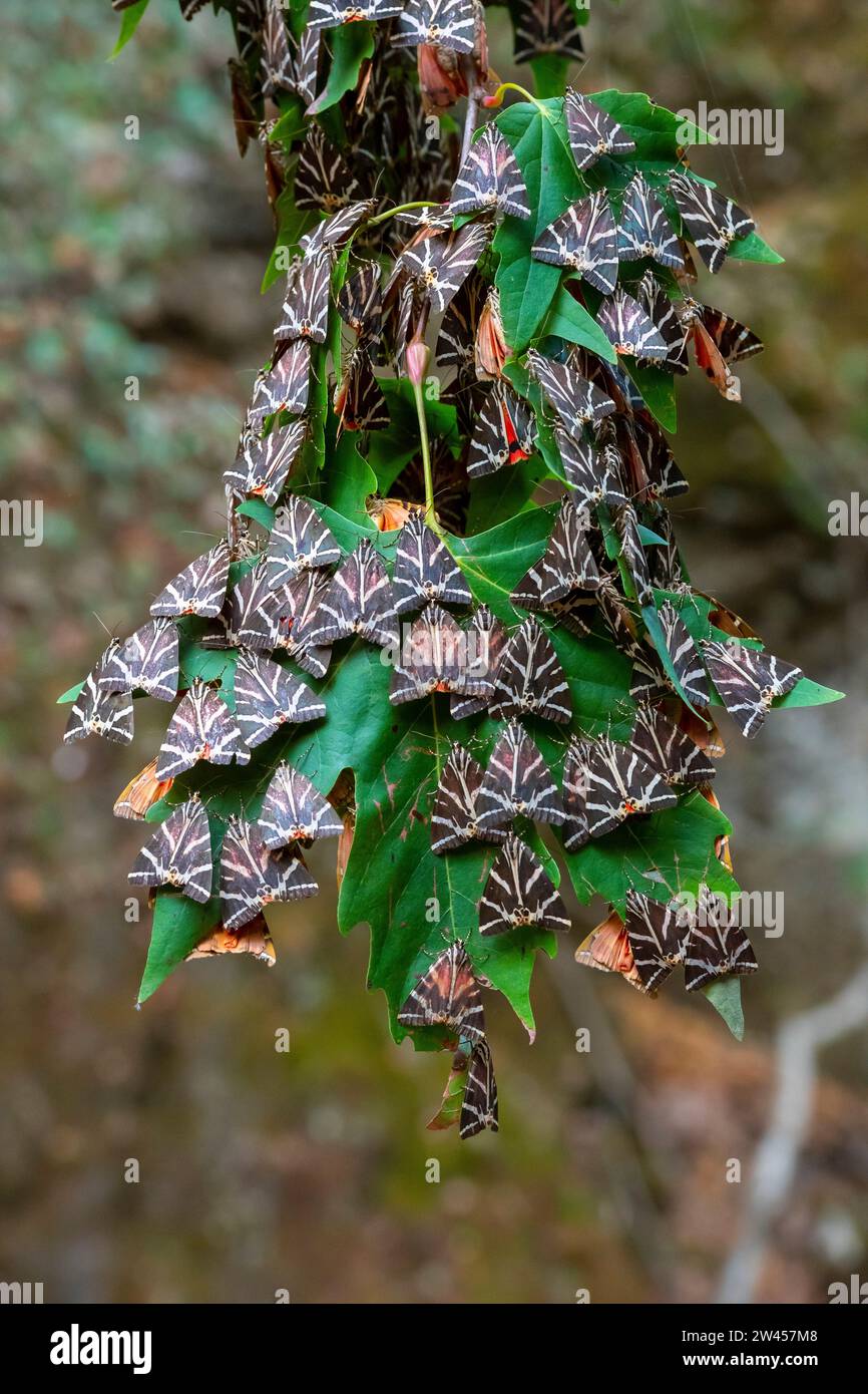 Russische Bären auch Spanische Flagge, Harlekinfalter, Quadrigaschmetterling, (Euplagia quadripunctaria), Tal der Schmetterlinge, Petaloudes, Rhodos, Stockfoto