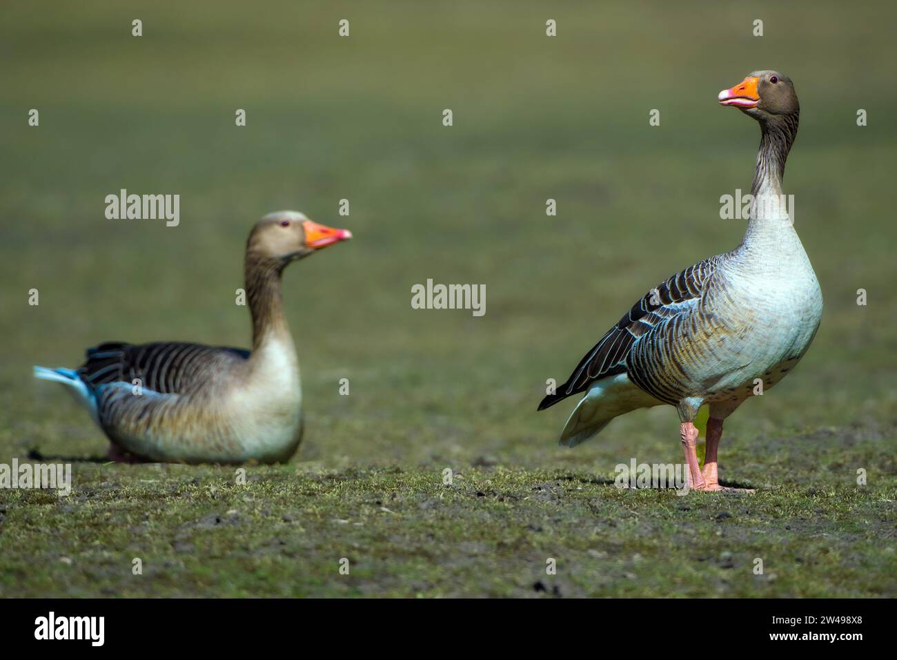 Graugänse (Anser anser), Paar auf Wiese, wachsamer Ganter, Schleswig-Holstein, Deutschland Stockfoto