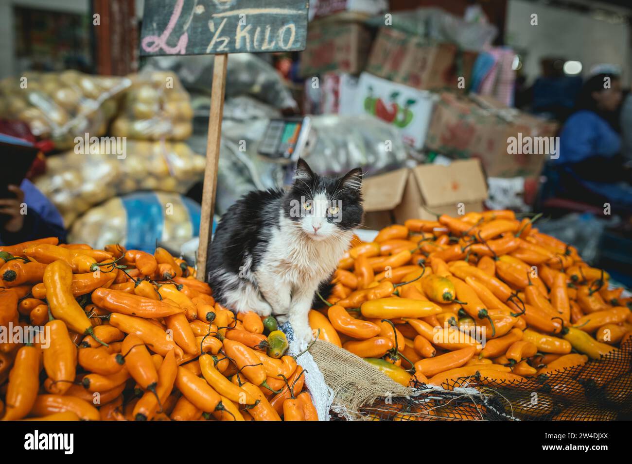Katze sitzt auf Aji Amarillo, gelbe Chilischoten (Capsicum) baccatum, Mercado Mayorista, Huancayo, Peru Stockfoto