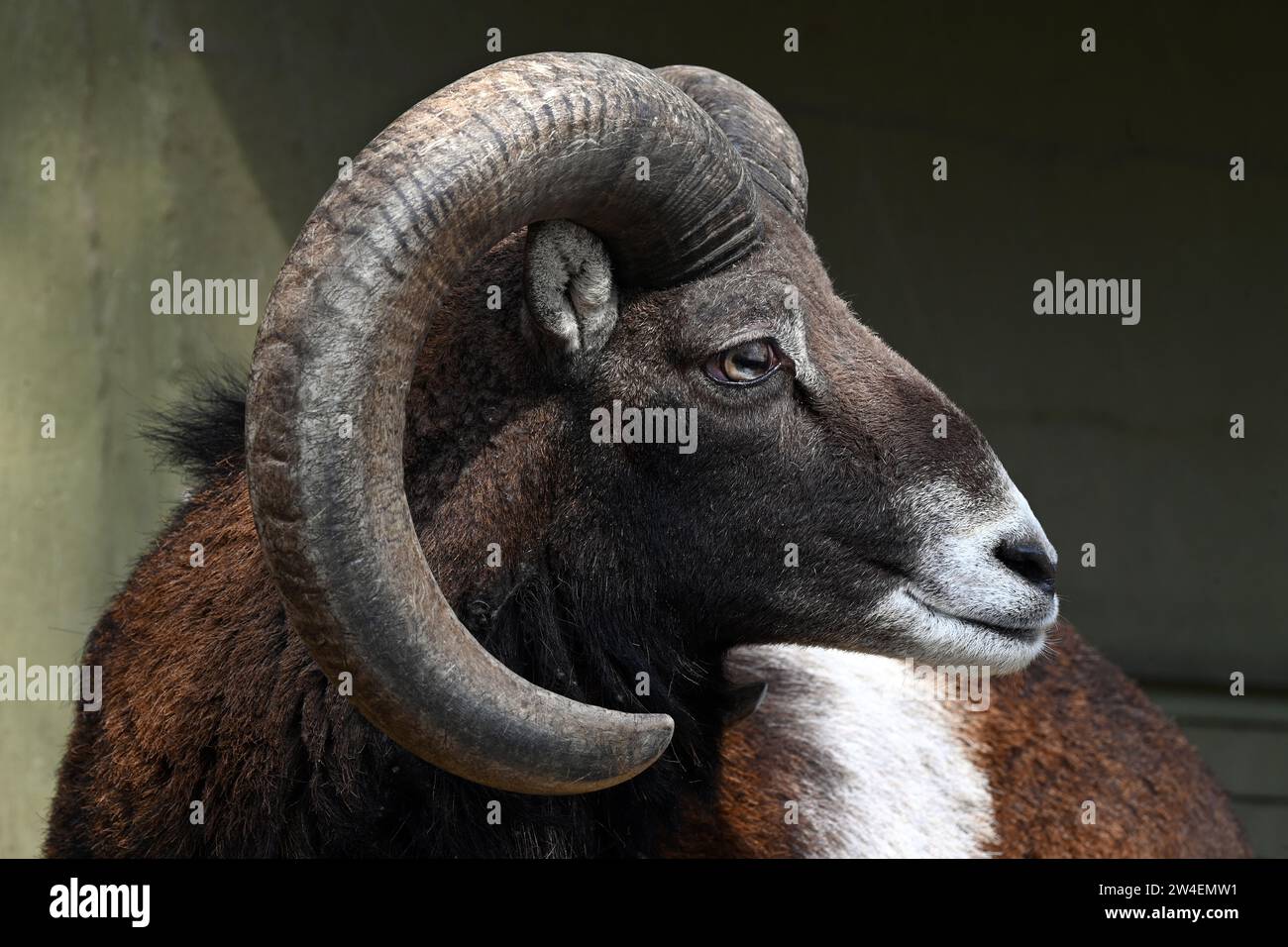 Seitenprofil des europäischen Wildmufflonbocks mit gebogenen Hörnern Stockfoto