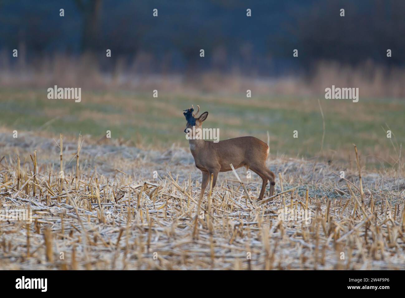 Reh (Capreolus capreolus) erwachsener männlicher Bock auf einem Winterfrost bedeckten Grasfeld mit einem Stück Plastik auf dem Kopf, Suffolk, England, United Stockfoto