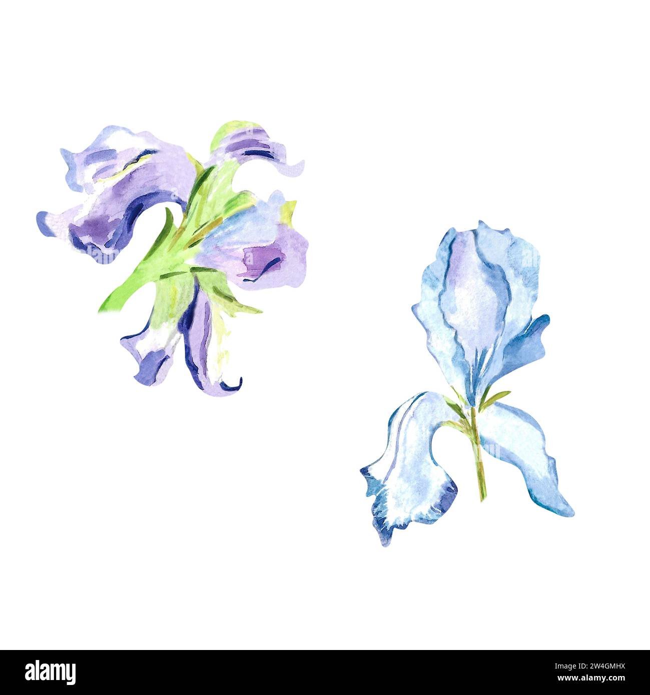 Aquarellpastellfarben Frühlingsblumen handgemalt florale Illustration mit zarten blauen und violetten Iris botanisches Set für Postkarten, Plakate, Dekor Stockfoto