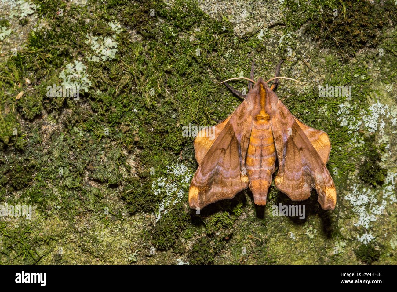 Sphinxmotte mit kleinen Augen - Paonias myops Stockfoto