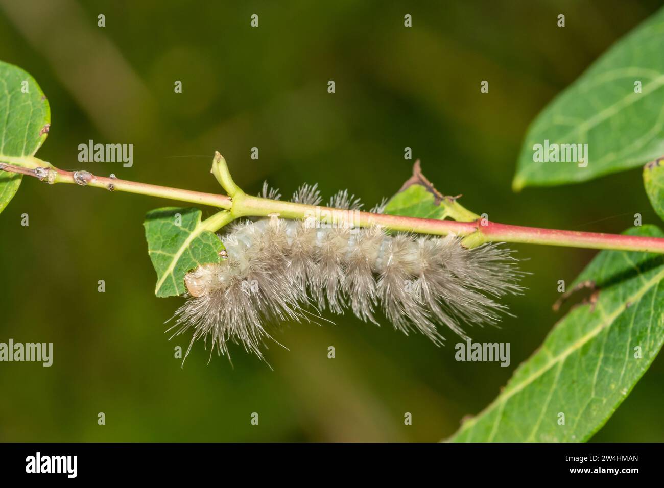 Delicate Cycnia Caterpillar – Cycnia tenera Stockfoto