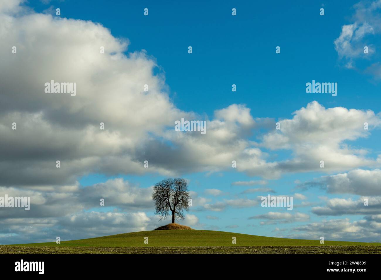 Ein einsamer Baum steht auf einem grasbewachsenen Hügel unter blauem Himmel, der an einem sonnigen Nachmittag in der Auvergne, Frankreich, Europa gefüllt ist Stockfoto