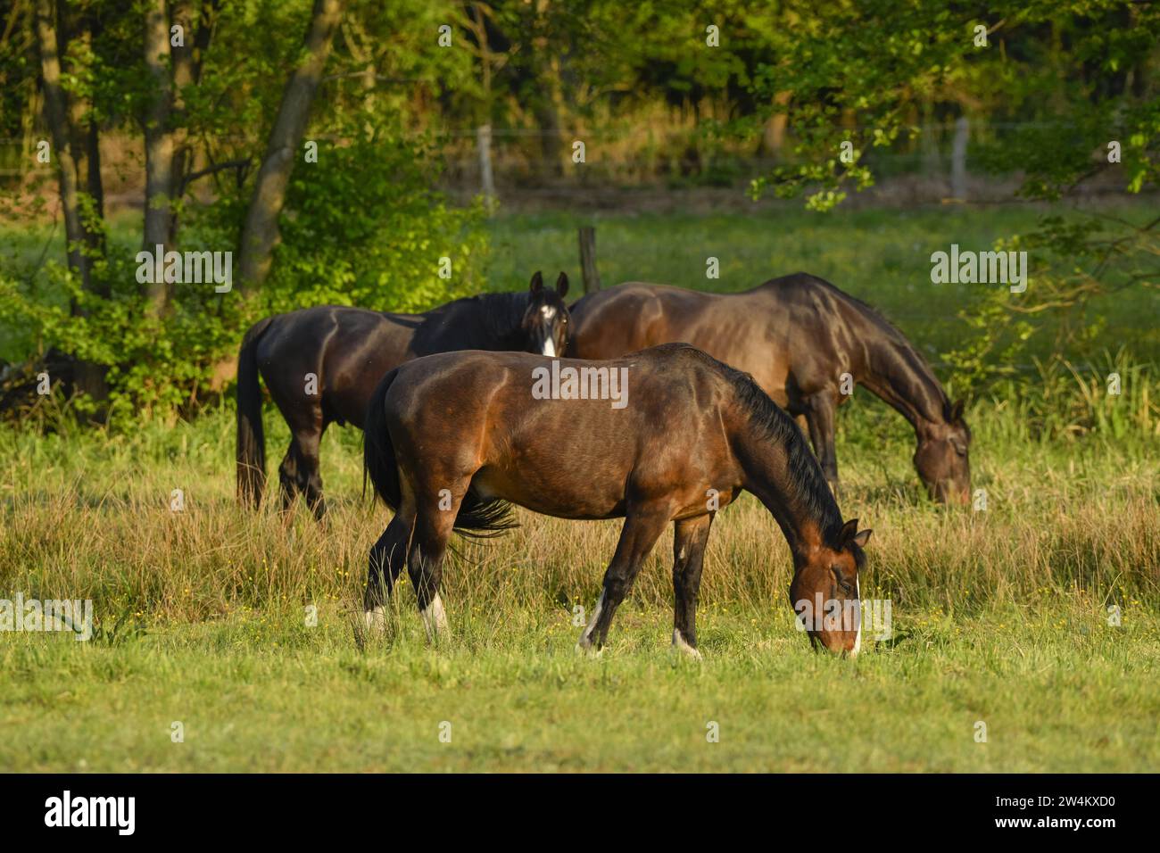 Pferde, Weide nahe Schlepzig, Spreewald, Brandenburg, Deutschland Stockfoto