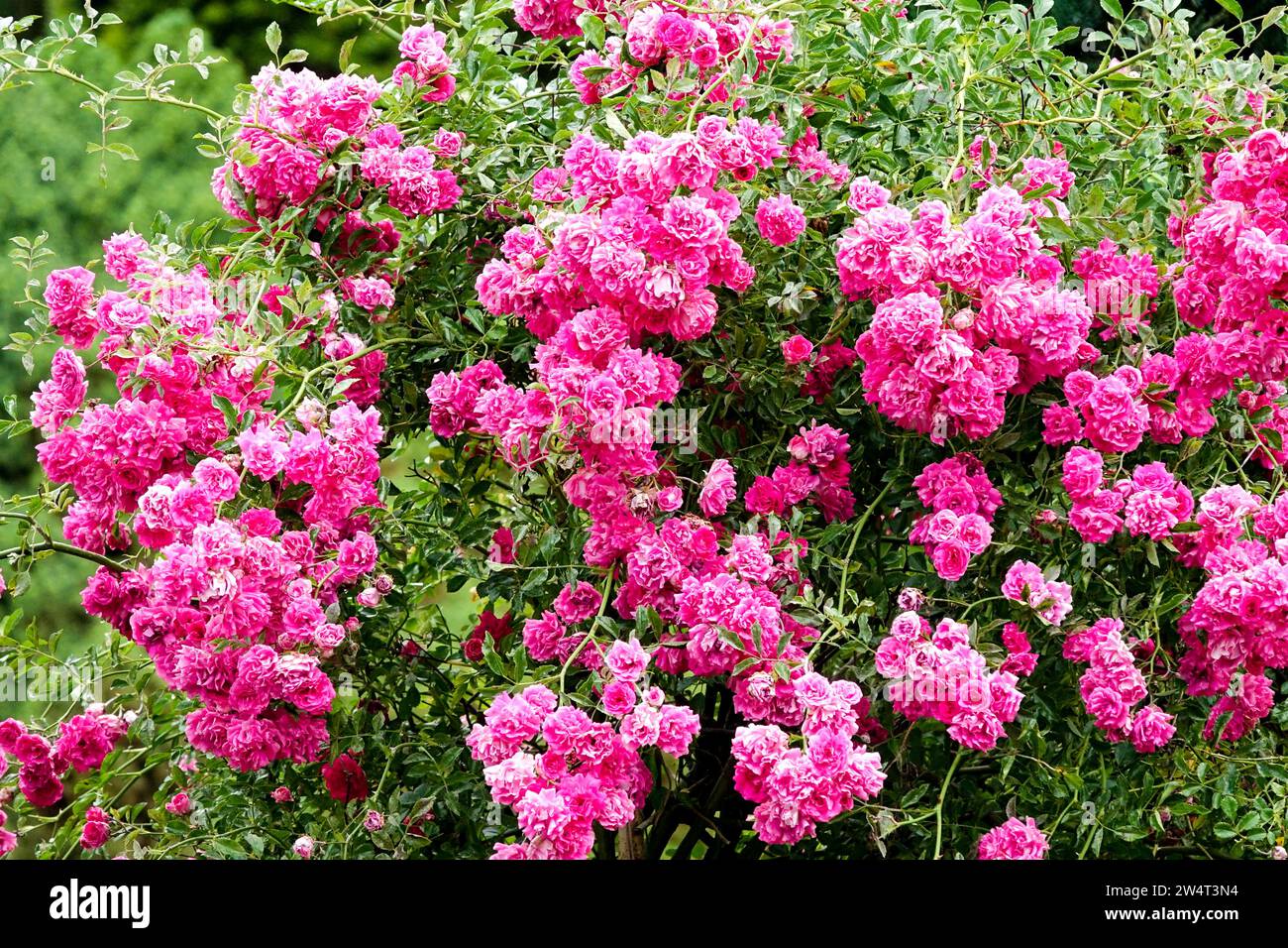 Rosen Blumen Rosa Rose Sträucher Rose blühender Garten, Sträucher Rosen Rambler Rose Sommer blüht Rosengarten, blühende Sträucher Rambler Rosa Blume Sträucher blühend Stockfoto