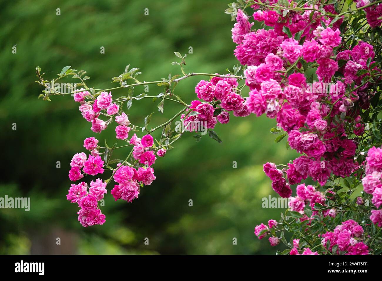 Hell, Rosa, Rose, duftender Garten duftende Rosen im Garten, grüner Hintergrund Stockfoto