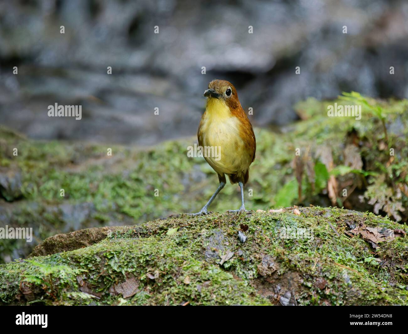 Gelbbrühe Antpitta Grallaria flavotincta Ecuador BI037342 Stockfoto