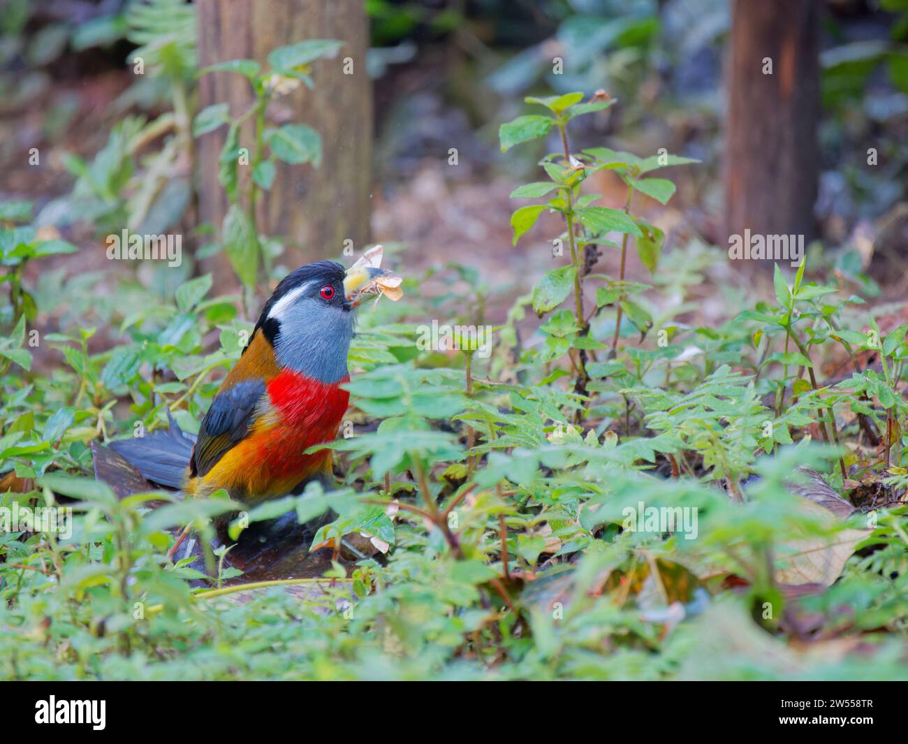 Tukan Barbet Semnornis ramphastinus Ecuador BI037386 Stockfoto