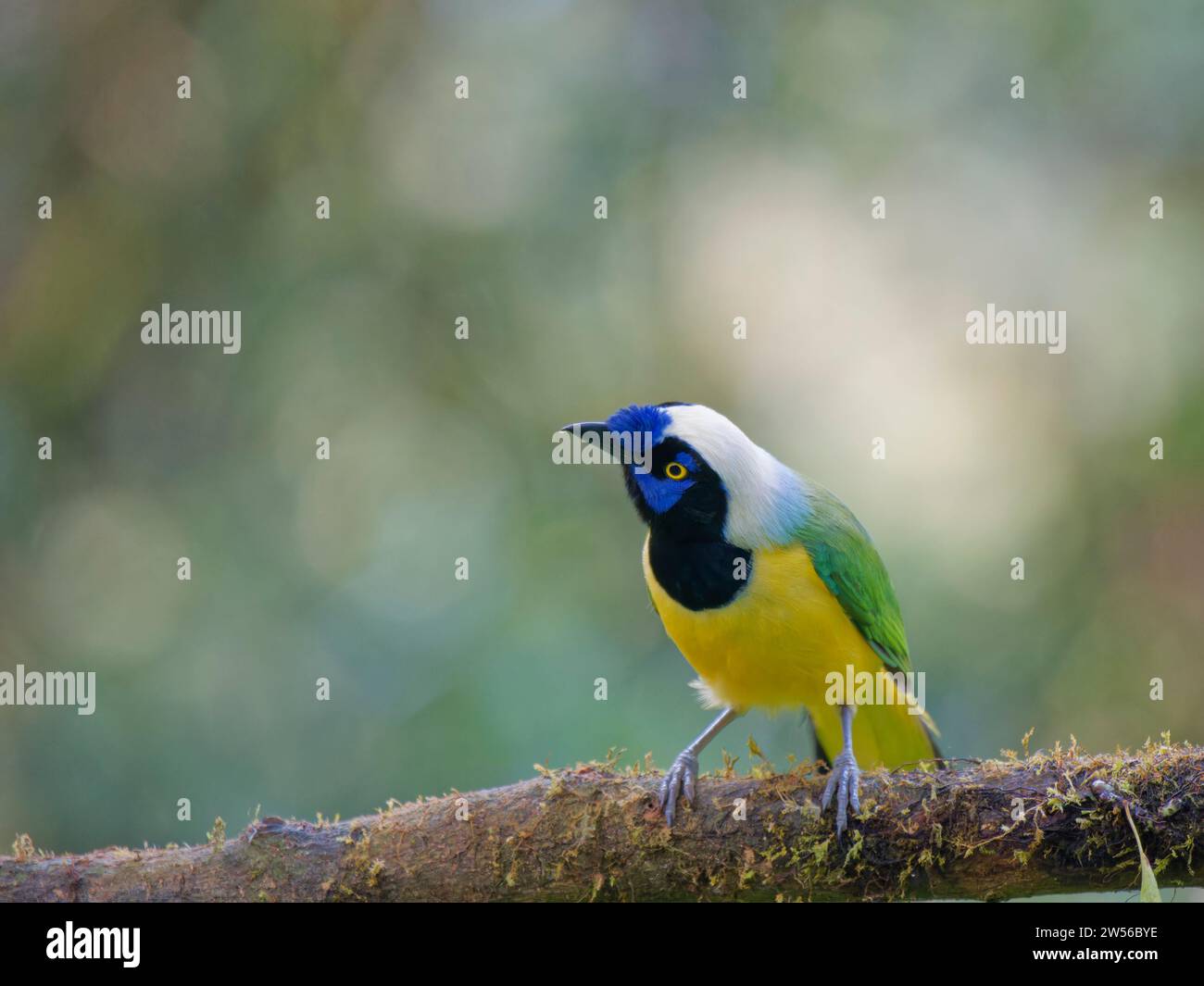 Inca Jay Cyanocorax yncas Ecuador BI037492 Stockfoto