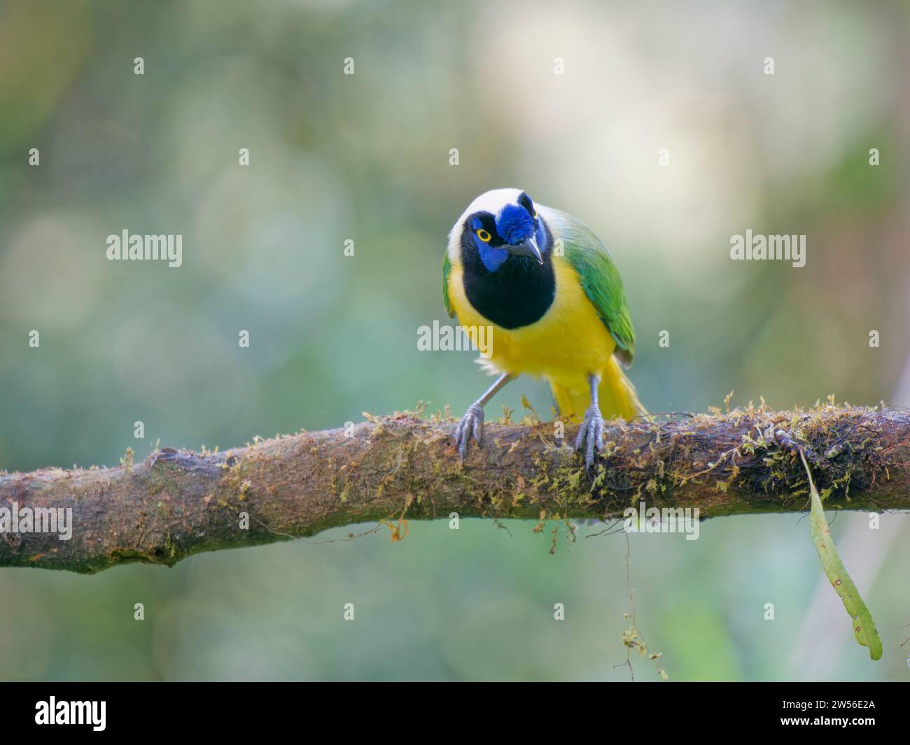 Inca Jay Cyanocorax yncas Ecuador BI037493 Stockfoto