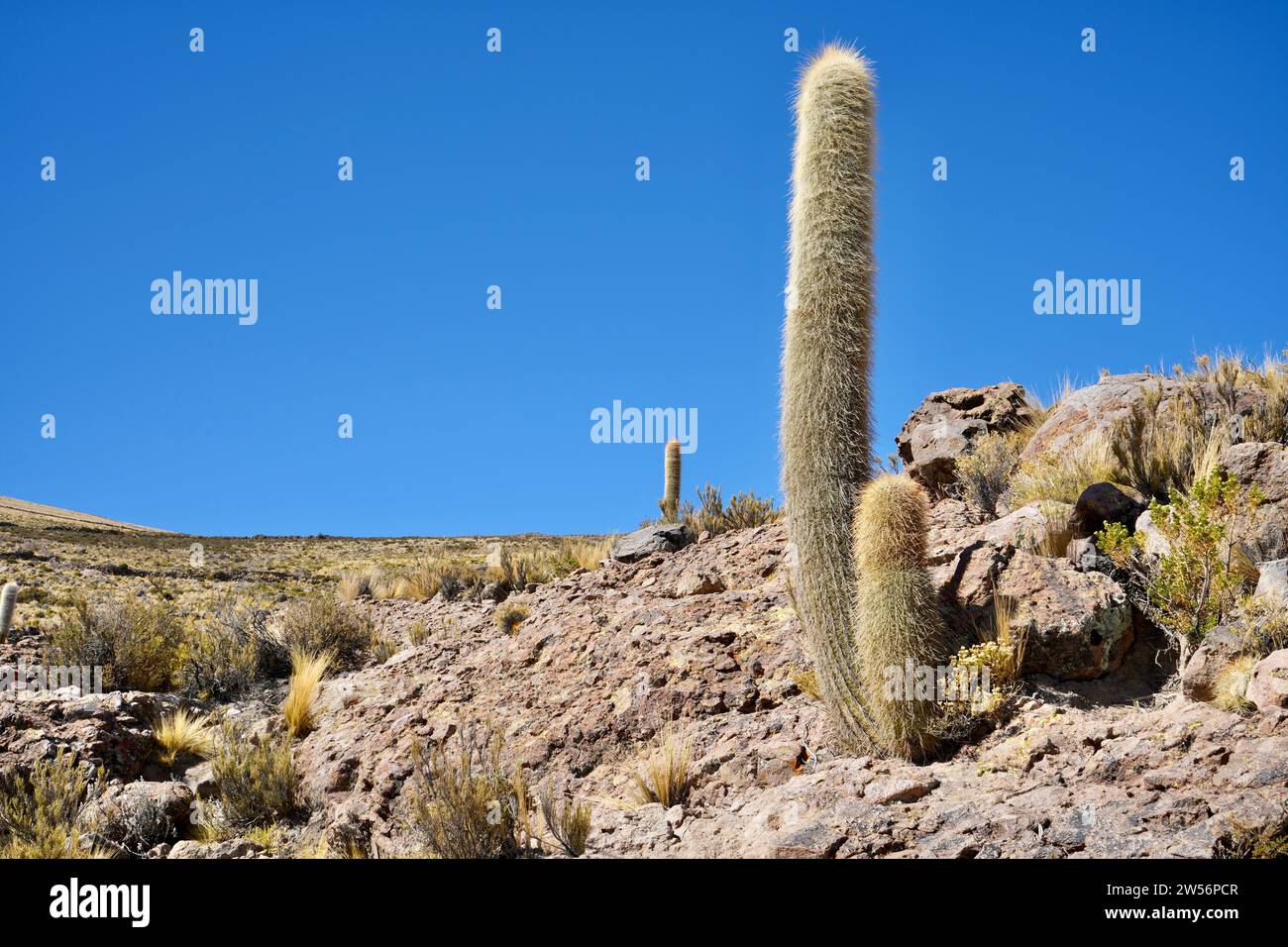 Leucostele Atacamensis Cactus auf Felsen unter blauem Himmel in der Nähe von Coqueza Canton, Bolivien. Stockfoto