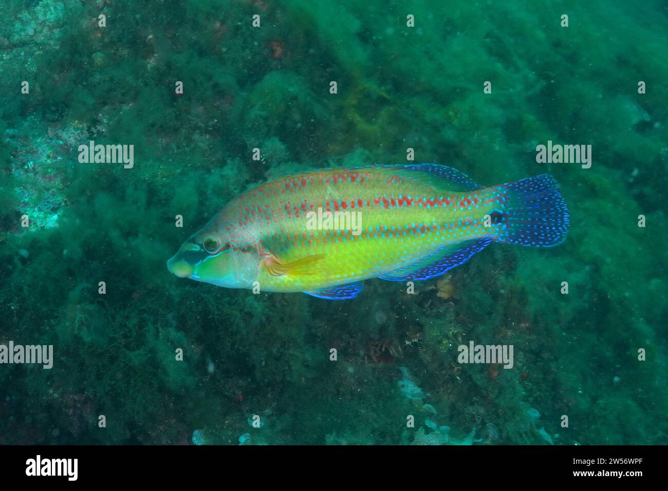 Axillarfisch (Symphodus mediterraneus), Tauchplatz Meeresschutzgebiet Cap de Creus, Rosas, Costa Brava, Spanien, Mittelmeer Stockfoto