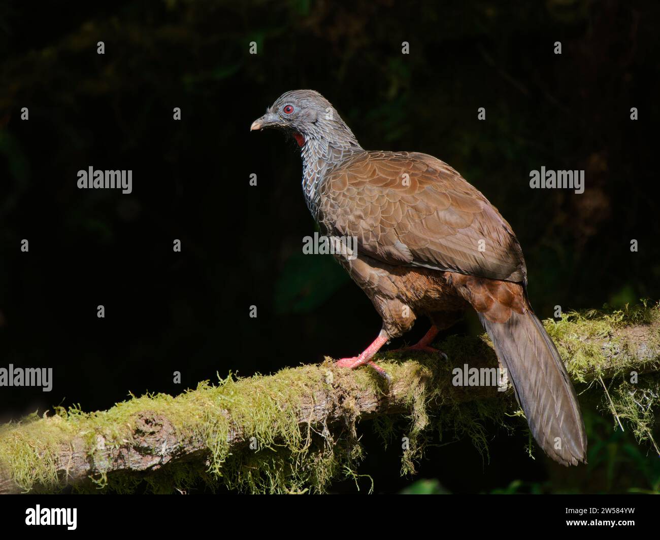 Andenguan Penelope montagnii Ecuador BI037592 Stockfoto