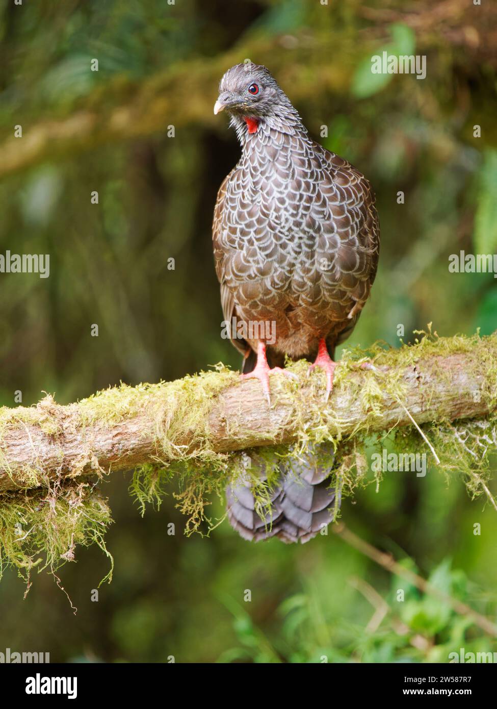 Andenguan Penelope montagnii Ecuador BI037594 Stockfoto