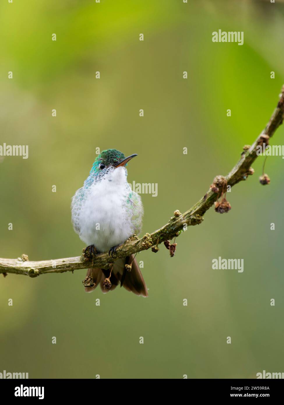 Andensmaragd Kolibri Amazilia franciae Ecuador BI037646 Stockfoto