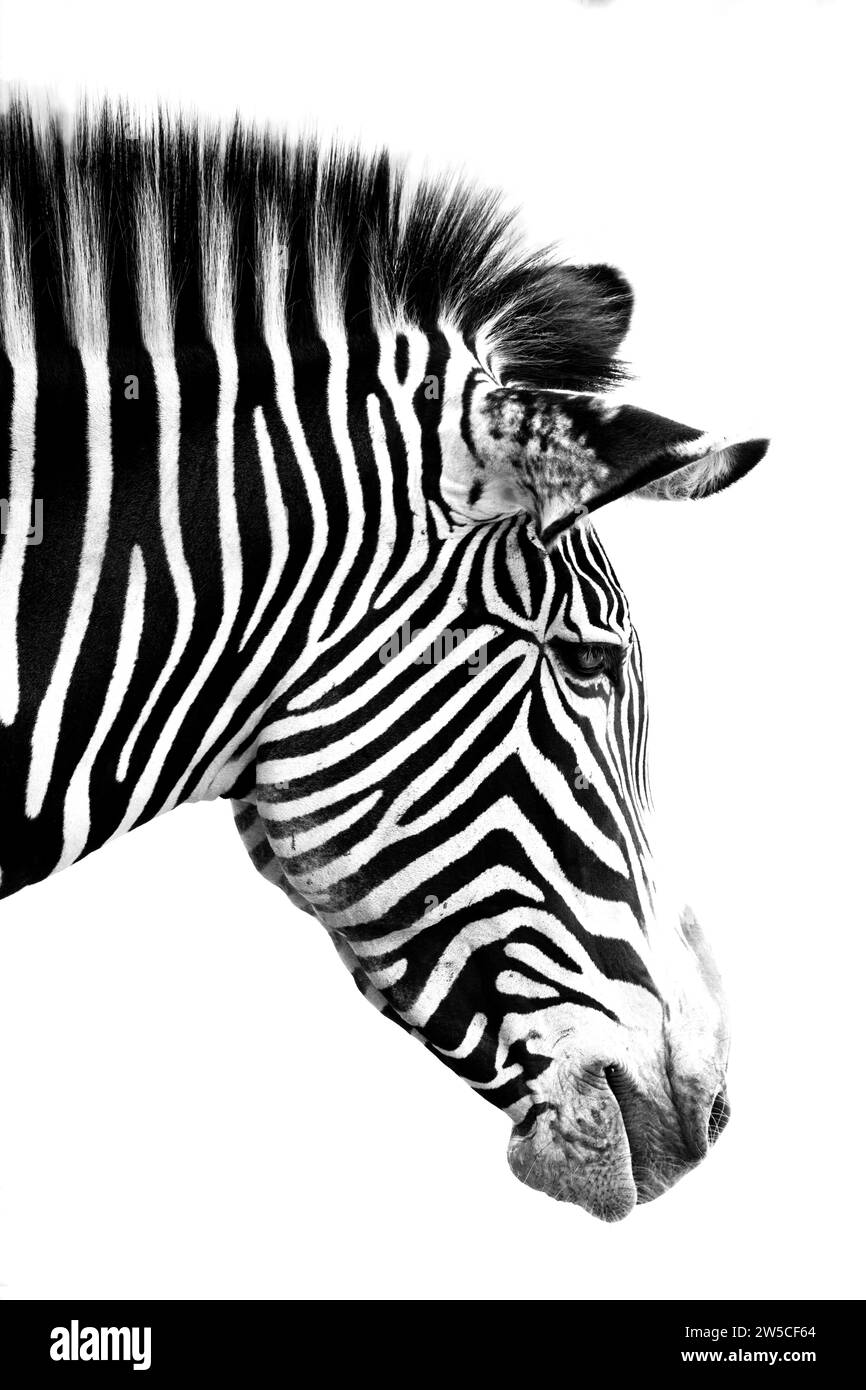 Schwarz-weiß-Porträt eines Zebras Stockfoto