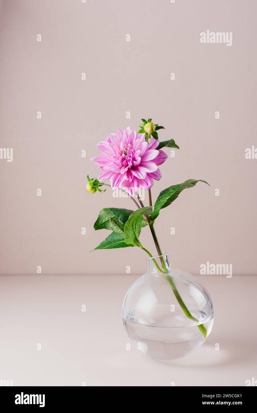 Rosa Dahlienblume in einer Glasvase auf beigefarbenem Hintergrund. Stockfoto