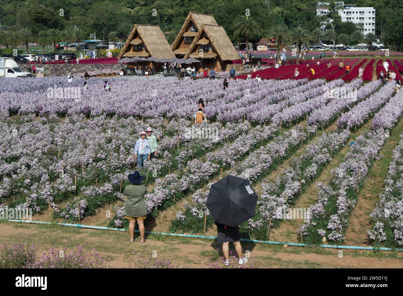 Im hokkaido Blumenpark, khao yai, thailand, spazieren Besucher durch die Ausstellungen, einige machen Fotos und andere mit Regenschirmen zum Schutz vor der Sonne Stockfoto