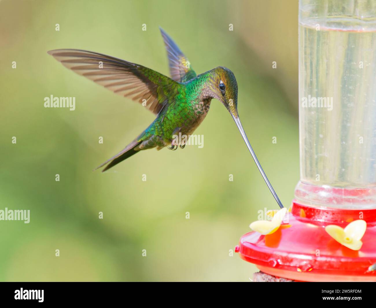 Schwertschnabel Kolibri - am Feeder Ensifera ensifera Ecuador BI038397 Stockfoto