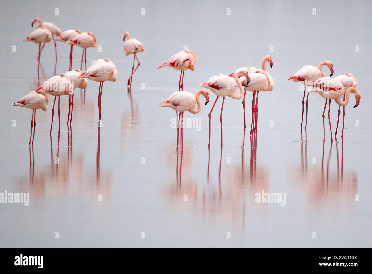 Larnaka, Zypern. Dezember 2023. Flamingos werden am 21. Dezember 2023 im Larnaca Salt Lake auf Zypern gesehen. Quelle: George Christophorou/Xinhua/Alamy Live News Stockfoto