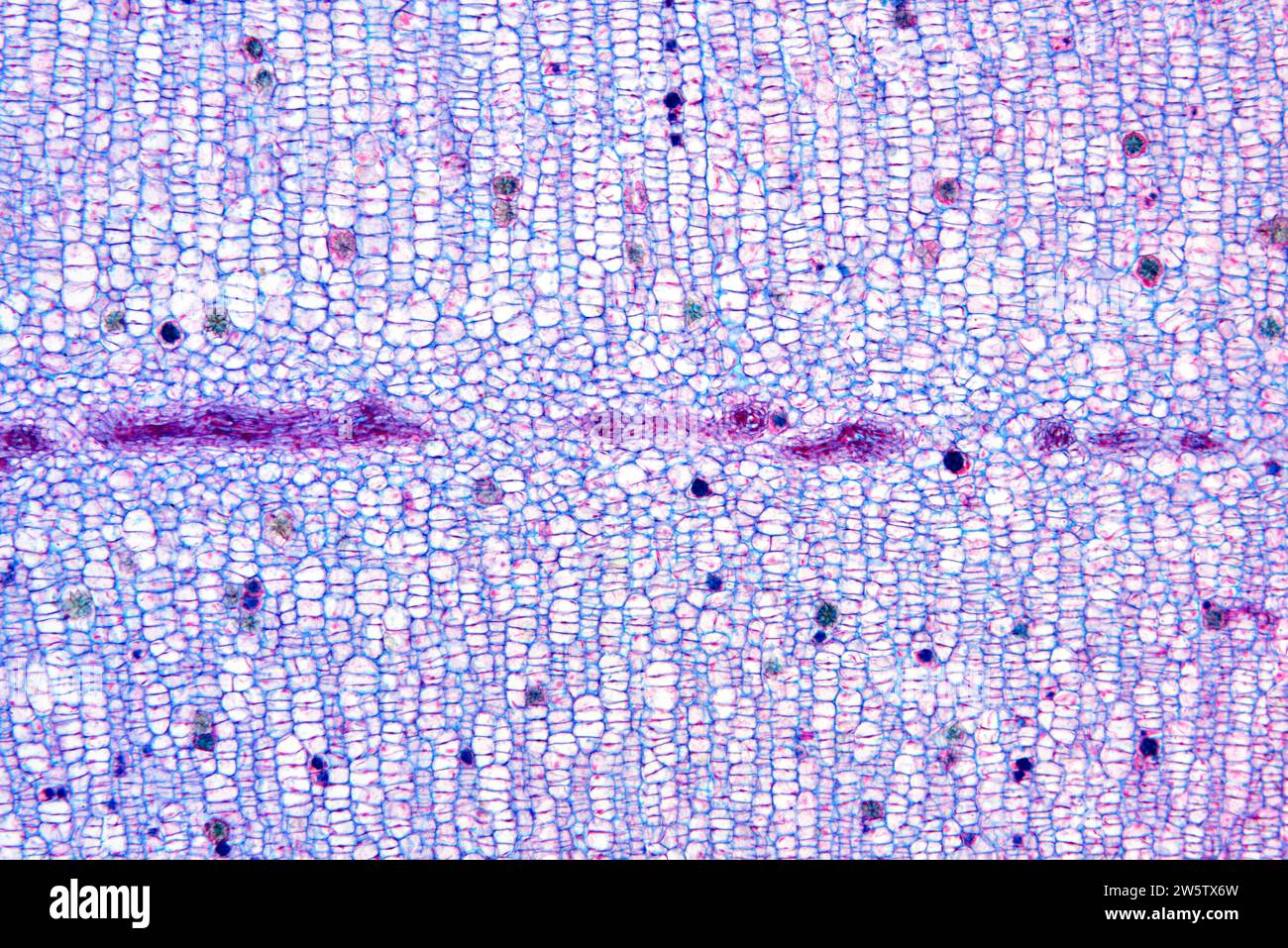 Interkalärer Meristel. Photomikrograph X50 mit einer Breite von 10 cm. Stockfoto