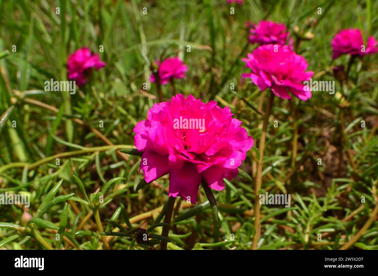 Portulaca grandiflora blüht im Garten. Die Blüten haben dichte rosa Blüten mit einzelnen zylindrischen Sukkulenten Blättern. Stockfoto