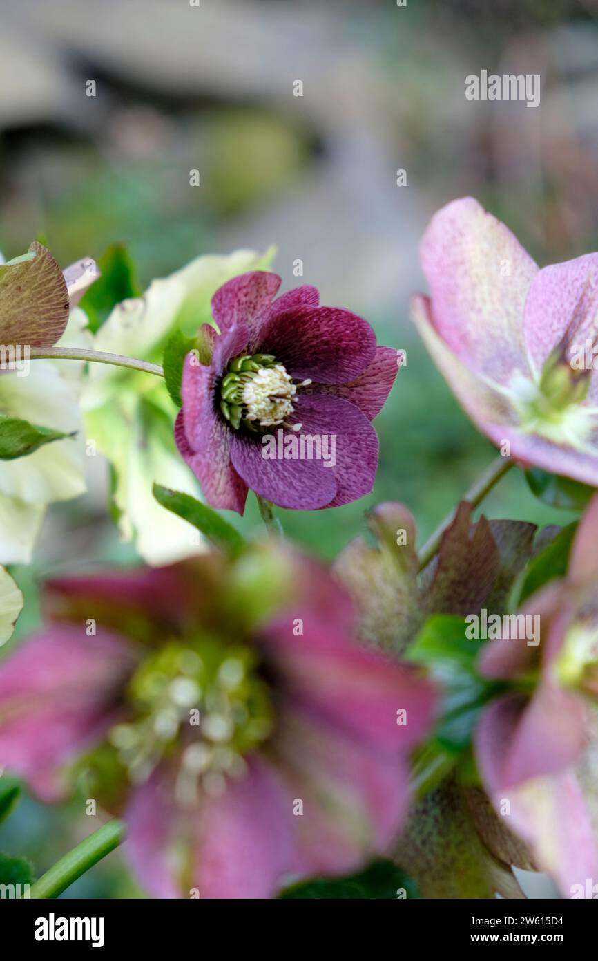 Lila Helleborus hellebore Weihnachten Rose blüht im März Frühling wächst in einem Garten Carmarthenshire Wales UK KATHY DEWITT Stockfoto