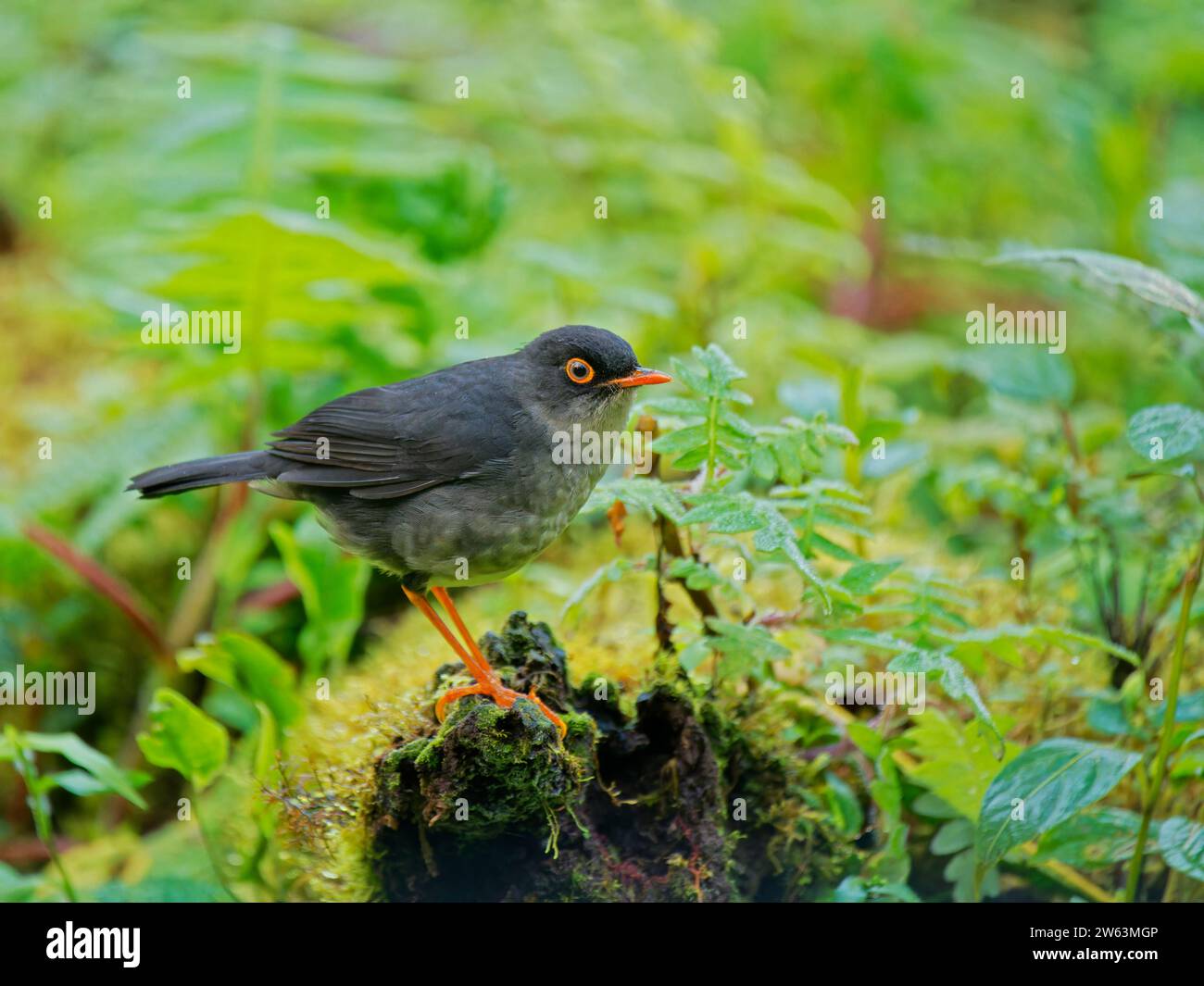 Slaty Backed Nightingale Thrush Catharus Fuscater Ecuador BI038934 Stockfoto