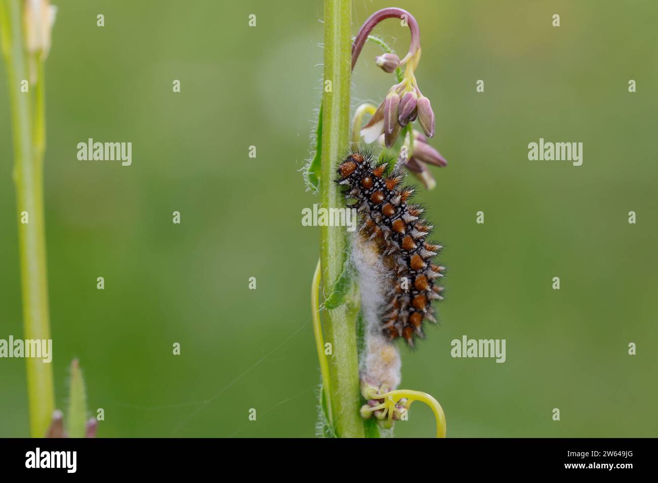 Roter Scheckenfalter, Raupe, Parasitierte Raupe, Parasitismus, Melitaea didyma, gefleckter Fritillary, Rotband Fritillary, raupe, Parasitismus, La M Stockfoto