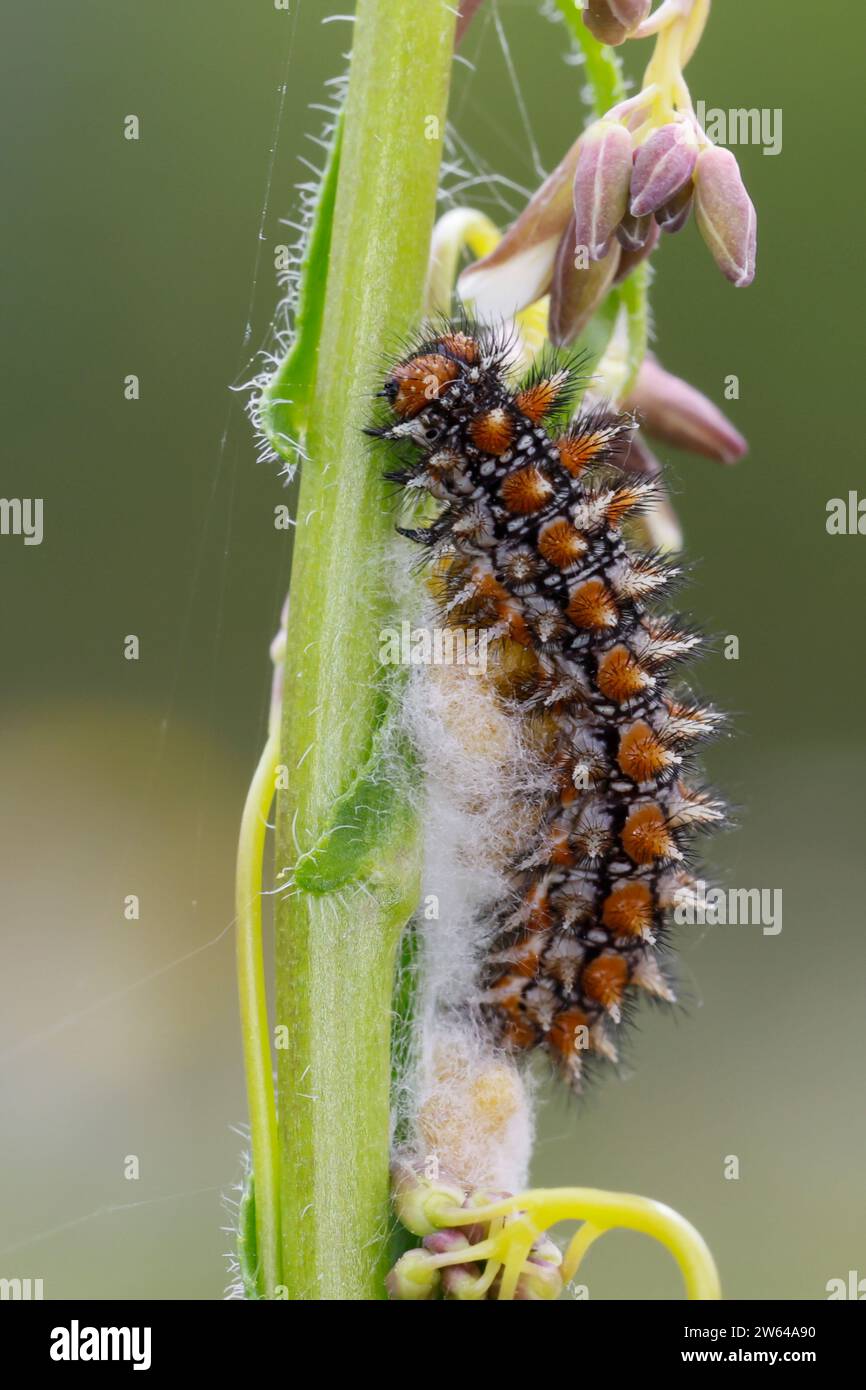 Roter Scheckenfalter, Raupe, Parasitierte Raupe, Parasitismus, Melitaea didyma, gefleckter Fritillary, Rotband Fritillary, raupe, Parasitismus, La M Stockfoto