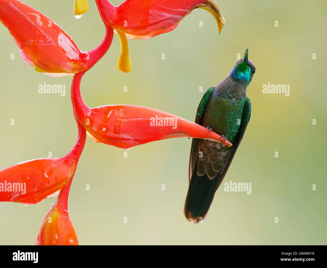 Mit violetter Front brillant Heliodoxa leadbeateri Ecuador BI039196 Stockfoto