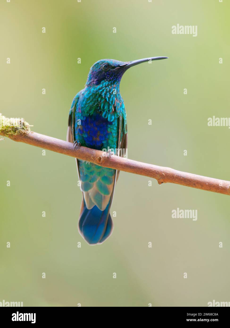 Funkelnde Violetear Colibri Coruscans Ecuador BI039210 Stockfoto