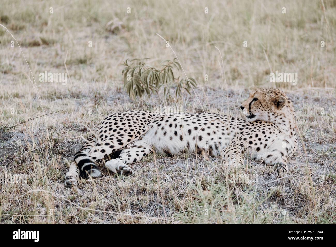 Ein friedlicher Gepard liegt im Grasland von Kenia, Afrika, mit seinen unverwechselbaren Orten und seiner entspannten Haltung. Stockfoto