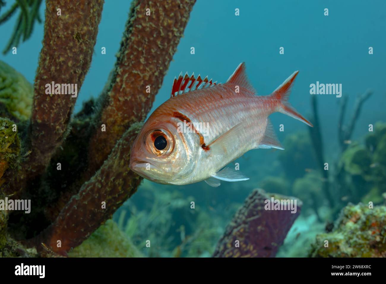 Ein einziger tropischer Fisch gleitet zwischen Korallenformationen in einer ruhigen Unterwasserumgebung und zeigt lebendige Meereslebewesen. Stockfoto
