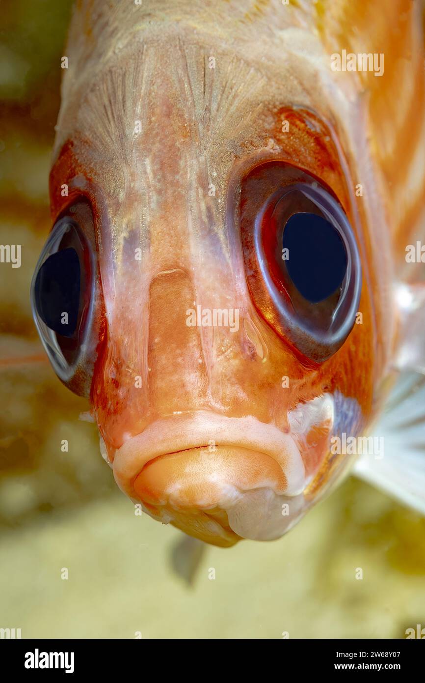 Detaillierte Nahaufnahme eines orangen Koi-Fisches, fokussiert auf seine großen Augen und Schuppen mit klarem Wasser im Hintergrund. Stockfoto