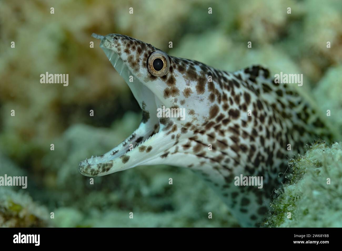 Nahaufnahme eines gefleckten Muränen, der aus seinem Korallenriff-Lebensraum unter Wasser auftaucht und seine charakteristische gemusterte Haut zeigt. Stockfoto