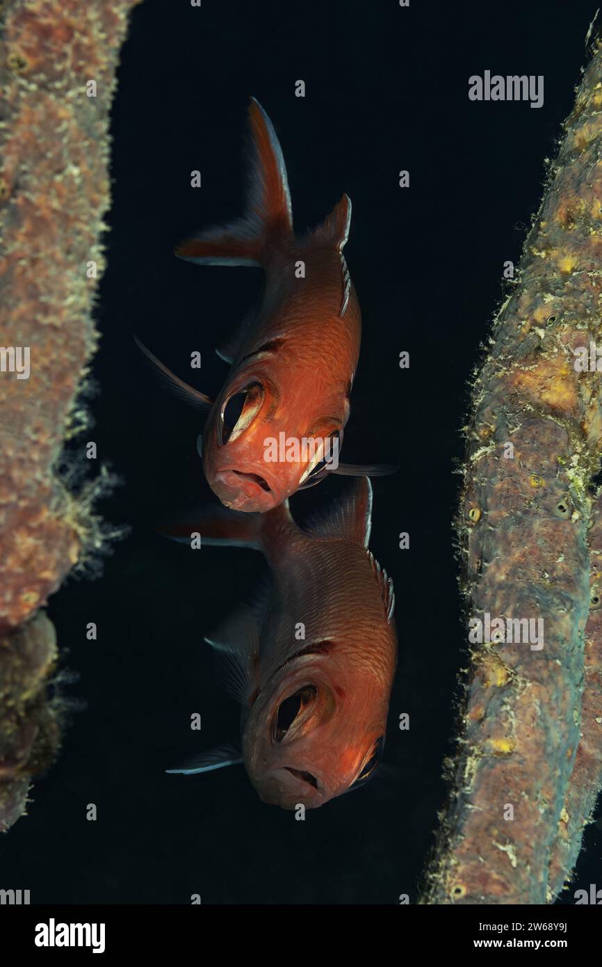 Zwei braune Fische mit auffälligen Augen schwimmen in der Nähe des Meeresbodens, flankiert von Korallenstrukturen. Stockfoto