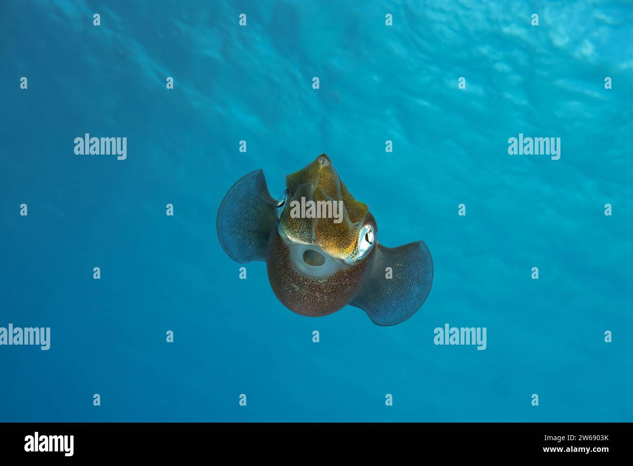 Ein einsamer Tintenfisch wird während des Schwimmens im ruhigen, schimmernden blauen Wasser des Ozeans gefangen und zeigt seine einzigartige Textur und Form. Stockfoto