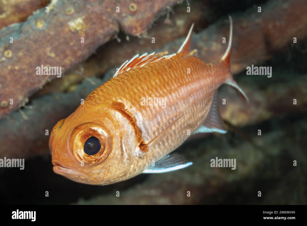 Ein orangener Cichlidenfisch mit markanten Streifen und Markierungen schwimmt in einem Süßwasserhabitat nahe dunkler Äste. Stockfoto