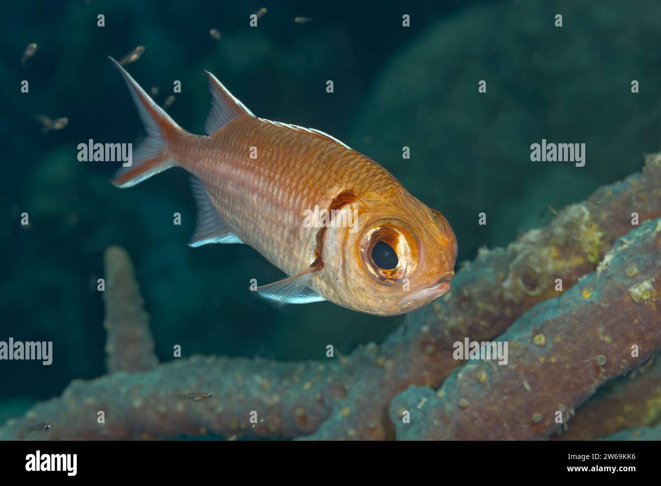 Ein kleiner, einsamer Fisch mit einem glänzenden Auge schwimmt anmutig in der Nähe des Meeresbodens zwischen den rostigen Überresten einer untergetauchten Struktur. Stockfoto