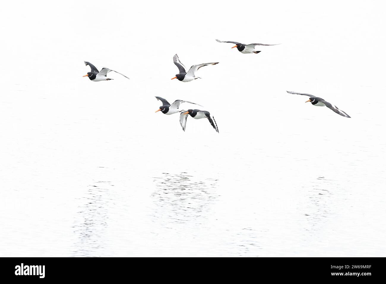 Eine Herde Enten im Flug über einem ruhigen Gewässer mit minimalistischer weißer Kulisse. Stockfoto