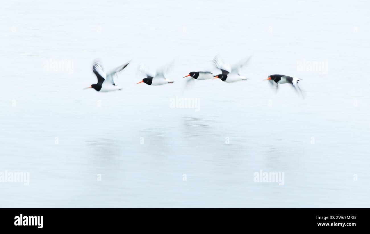 Ein ruhiges Bild, das eine Vogelschar während des Fluges über einer ruhigen Wasseroberfläche mit minimalistischem weißem Hintergrund einfängt. Stockfoto