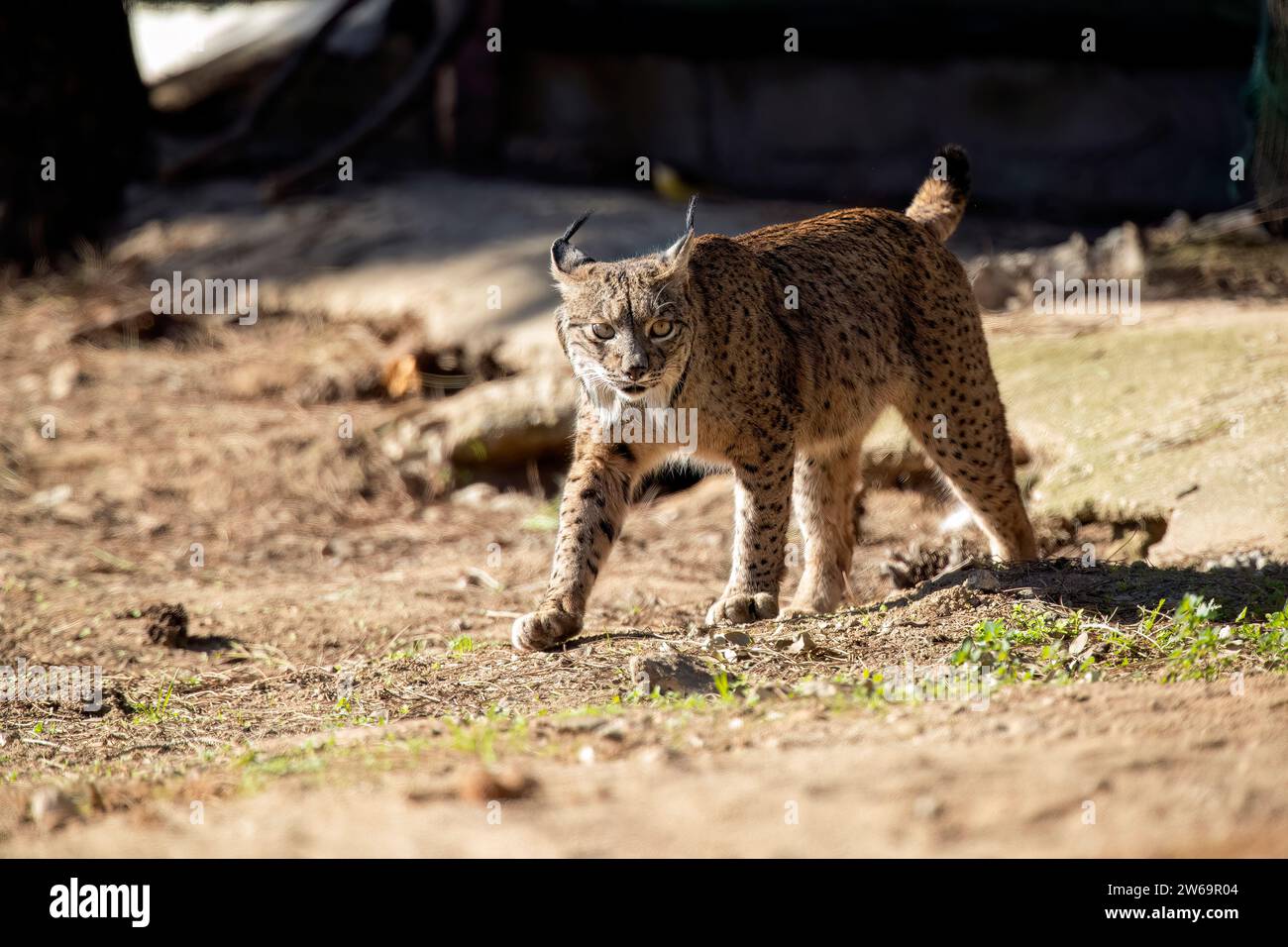 Wilder iberischer Luchs mit geflecktem Pelz und getufteten Ohren, der auf grasbewachsenem Gelände in der Nähe von Baumstämmen und getrockneten Zweigen in der Natur in Sierra Morena, Jaen, spaziert Stockfoto