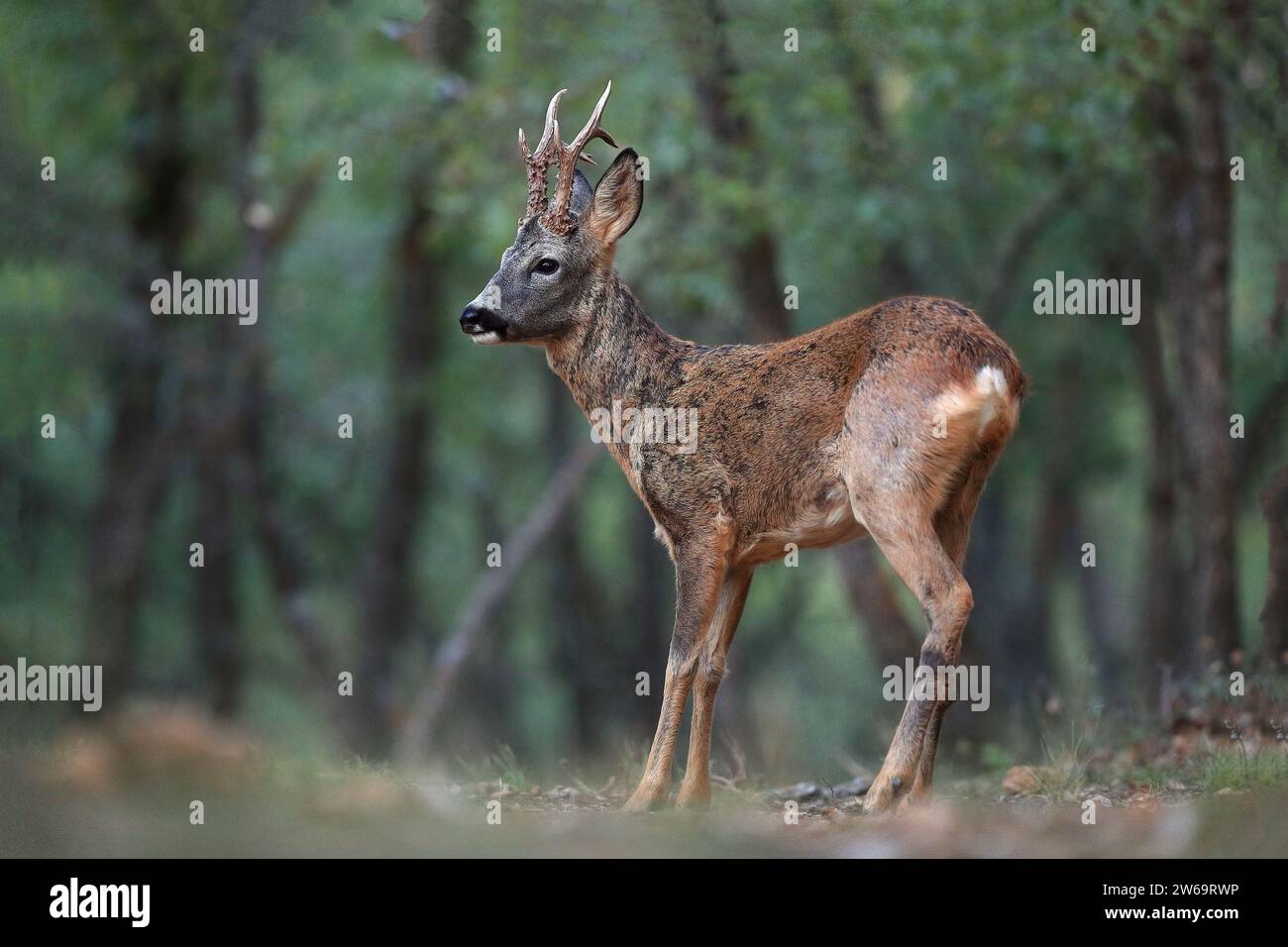 Ein wachsamer junger Hirsch mit angehenden Geweihen steht inmitten eines ruhigen Waldes und zeigt die Schönheit der Tierwelt Stockfoto