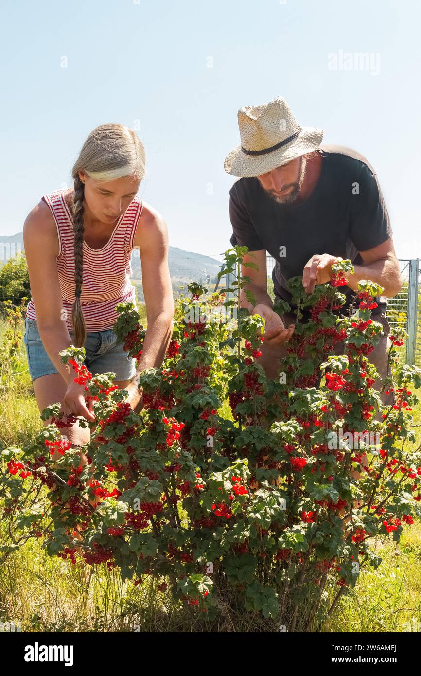 Reife Landarbeiter in lässiger Kleidung pflücken frische, reife rote Johannisbeeren aus Pflanzen, während sie an sonnigen Tagen auf einer Bio-Plantage ernten Stockfoto
