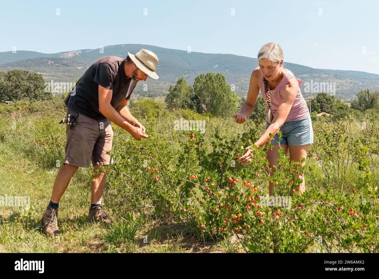 Reife Landarbeiter in lässiger Kleidung pflücken frische, reife rote Johannisbeeren aus Pflanzen, während sie an sonnigen Tagen auf einer Bio-Plantage ernten Stockfoto